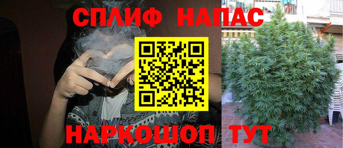 Каннабис планчик Аша